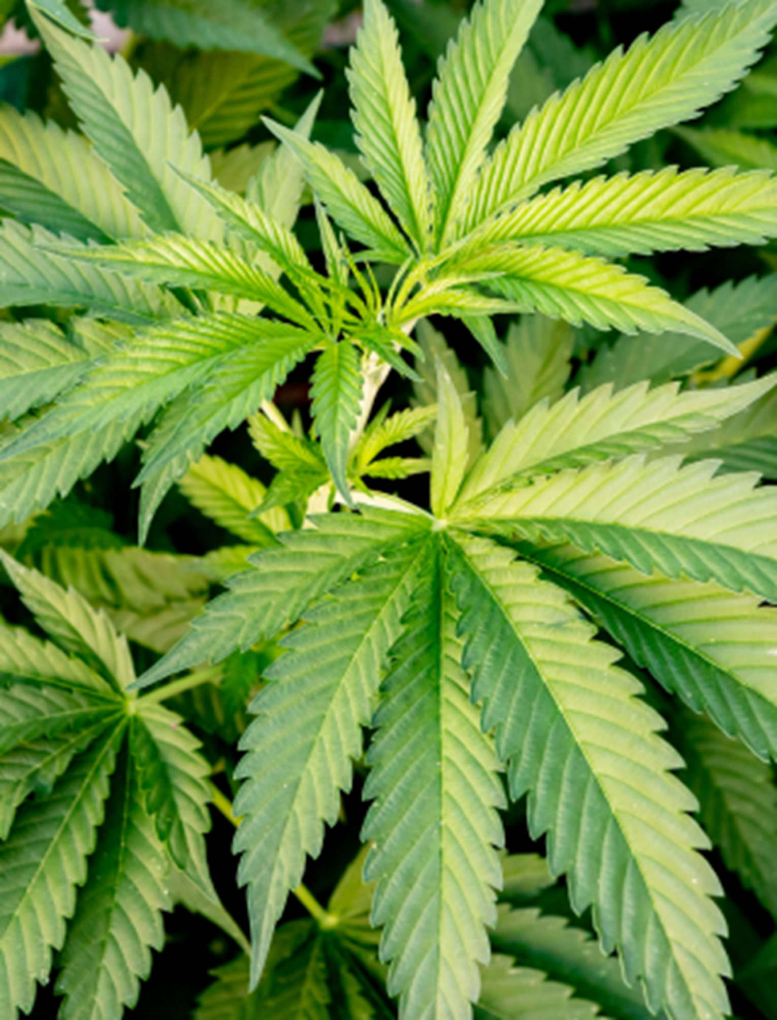 extracto-cannabis